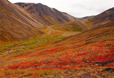 TUNDRA .